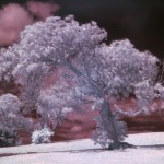 Tree_example_IR
